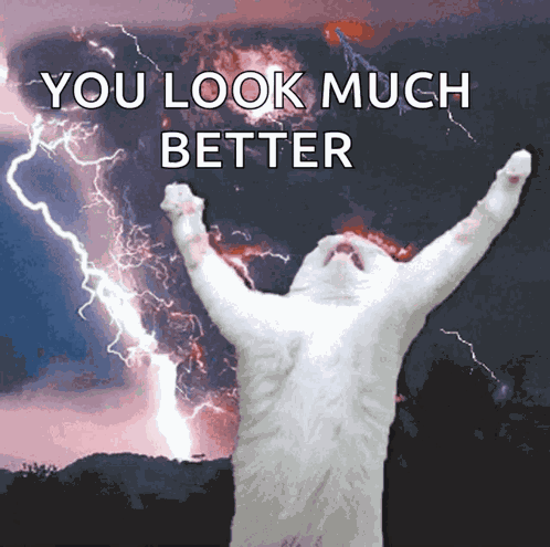 Cat Kitty GIF
