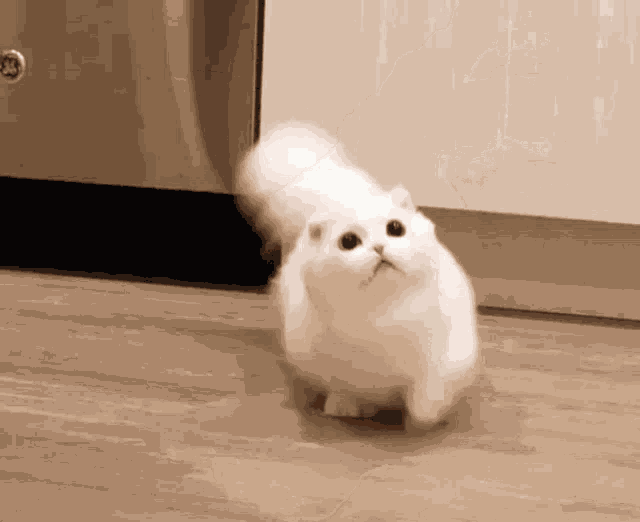 Cat Kitty GIF