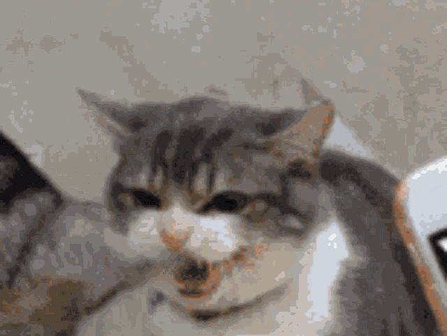 Cat Kitty GIF