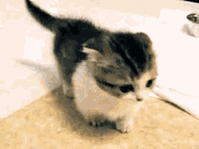 Cat Kitty GIF