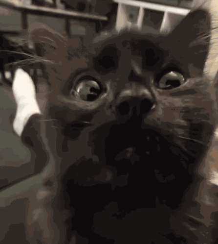 Cat Kitty GIF