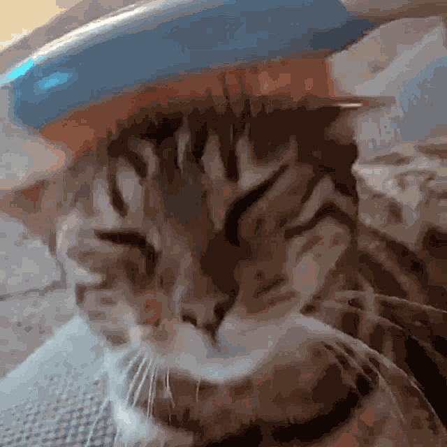 Cat Kitty GIF