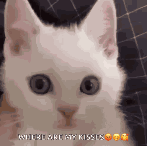 Cat Kitty GIF