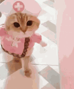 Cat GIF