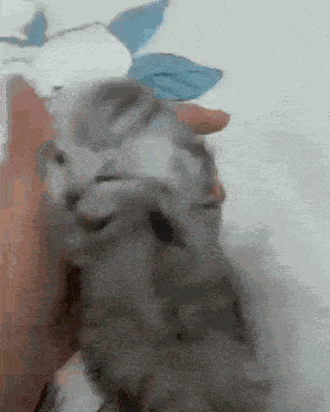 Cat GIF