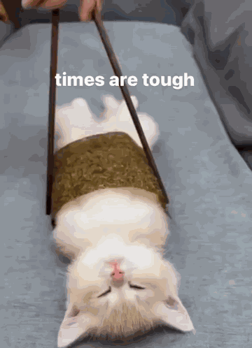 Cat GIF