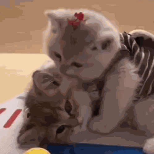 Cat Lick GIF