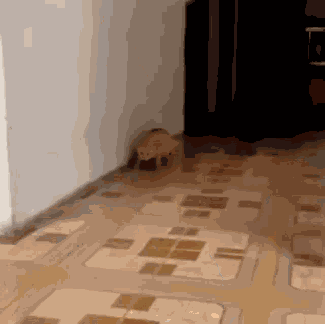 Cat Lights GIF