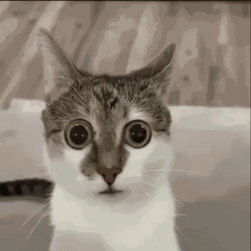 Cat Looking Away GIF