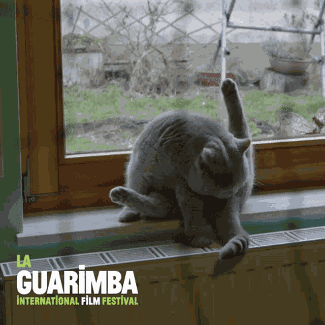 Cat Loop GIF