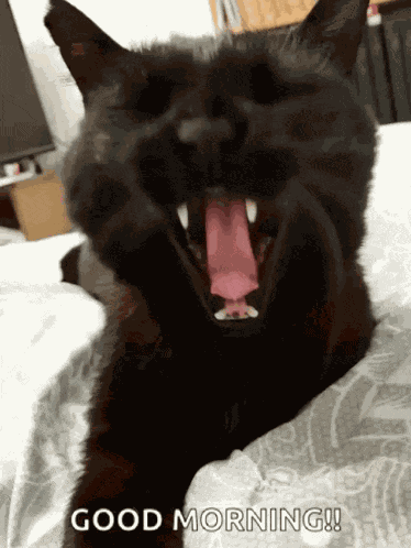 Cat Love Cant Wait GIF