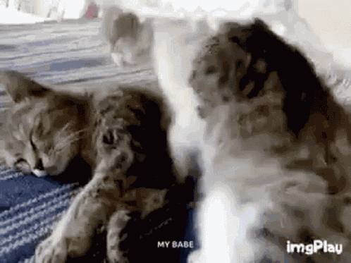 Cat Love GIF