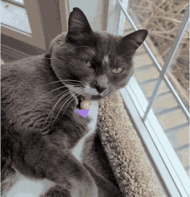 Cat Love Yawn Gif GIF