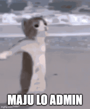 Cat Maju Lo Admin GIF
