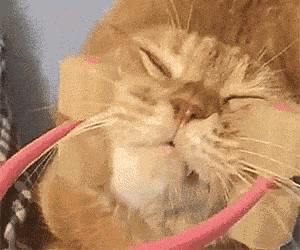 Cat Massage GIF