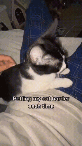 Cat Meme GIF