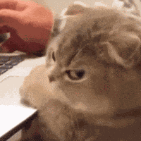 Cat Meme Angry GIF