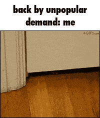 Cat Meme Cat Funny GIF