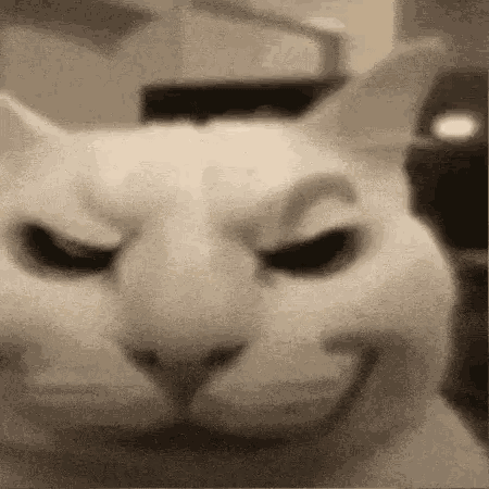 Cat Meme Cat Kiss GIF