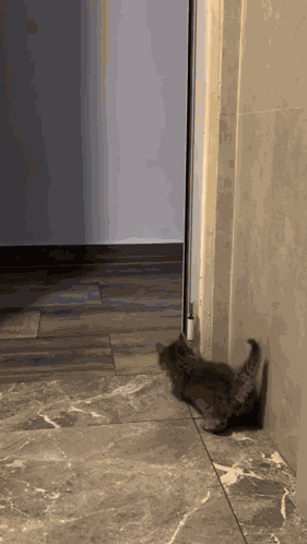 Cat Meme Cat Memes GIF