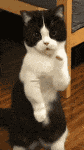 Cat Meme GIF