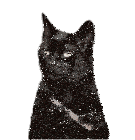 Cat Meme Sticker