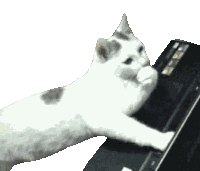 Cat Meme Hmm Sticker