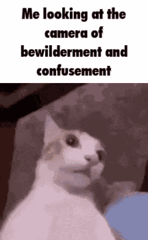 Cat Meme Huh GIF