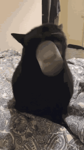Cat Meme Katta GIF