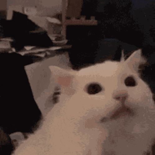 Cat Meme GIF
