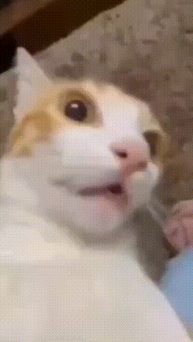 Cat Meme GIF