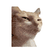 Cat Meme Mu Hehe Sticker