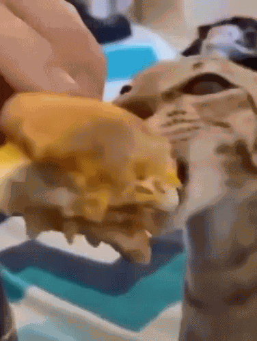 Cat Meme GIF