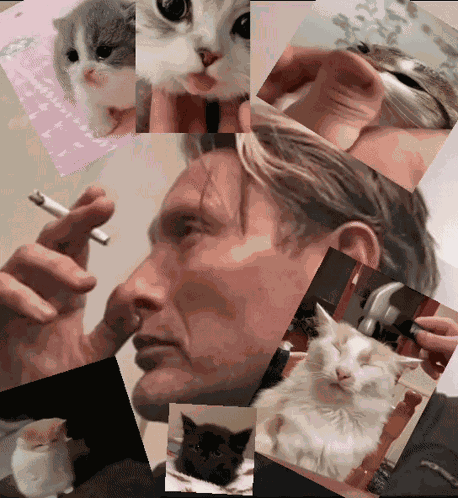Cat Meme GIF