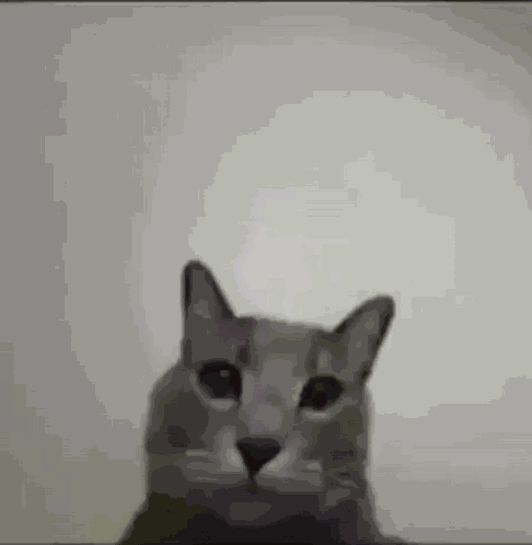 Cat Meme GIF