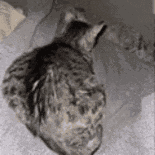 Cat Microwave GIF