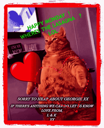 Cat Monday Love Heart Instagram Filter Lol Lasagna Happy Blessings GIF
