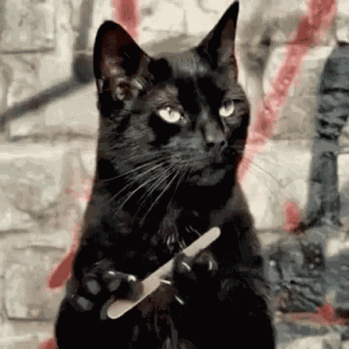 Cat Nail File GIF