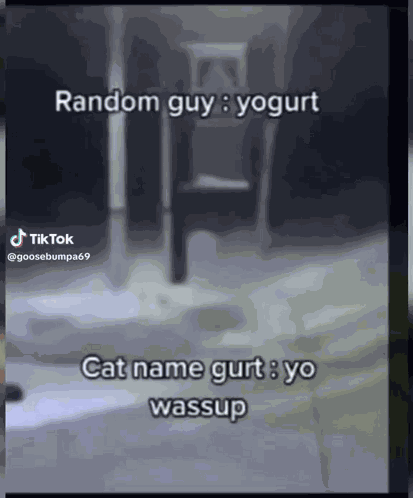 Cat Named Gurt GIF