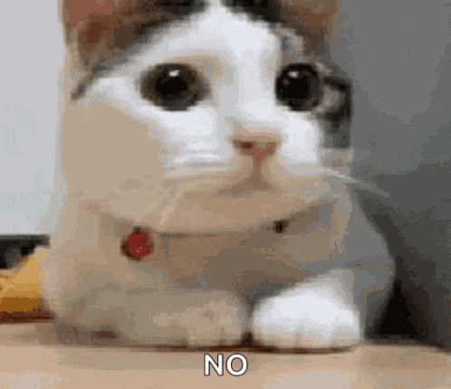 Cat No GIF