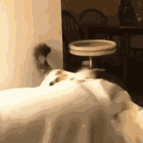 Cat Nom Cat Nom Arm GIF