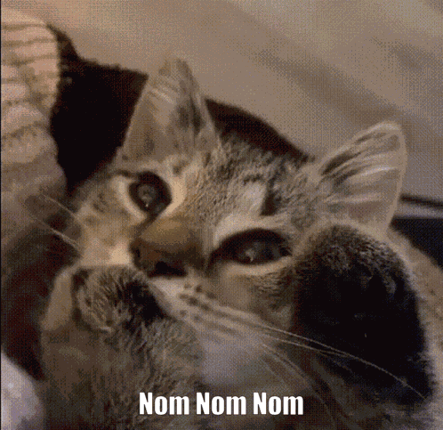 Cat Nom Nom Nom GIF