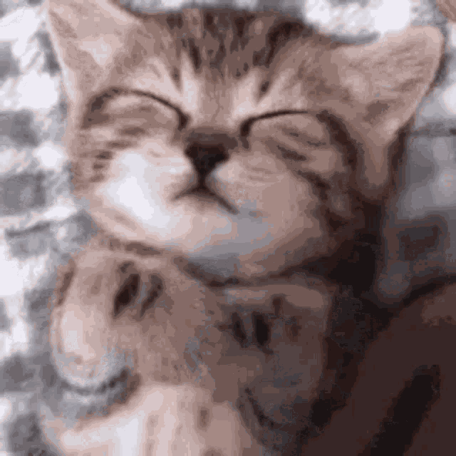 Cat Nyash GIF