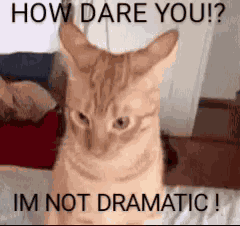 Cat Offended GIF