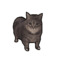 Cat Oiiaoiia Cat Spinning Sticker