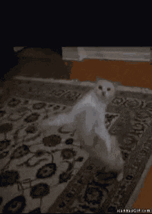 Cat GIF