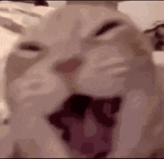 Cat Orange Cat GIF
