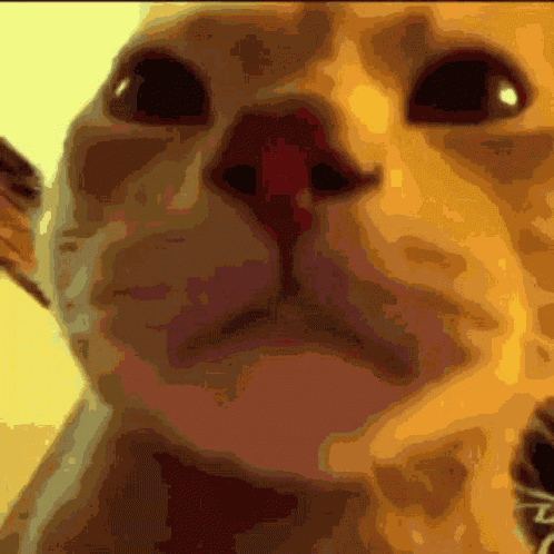 Cat Party GIF