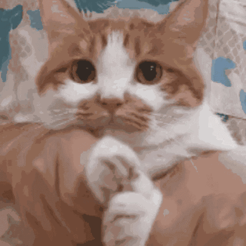 Cat Paw GIF