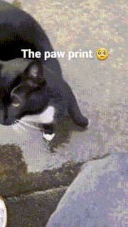 Cat Paw GIF